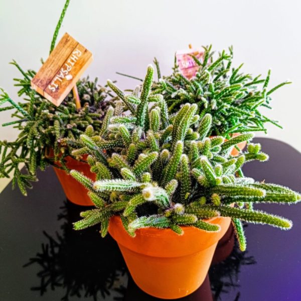 Rhipsalis