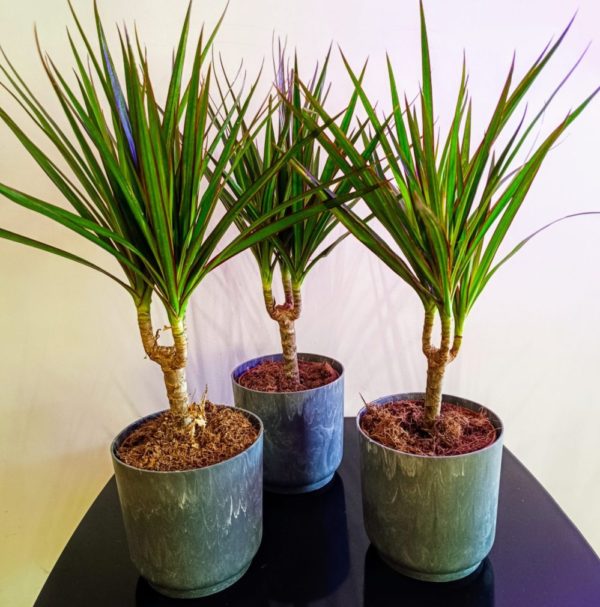 Dracena Miniaturowa