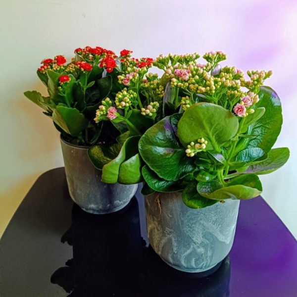 Kalanchoe