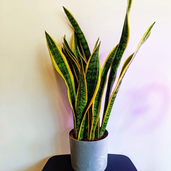 Sansevieria trifasciata 'Laurentii